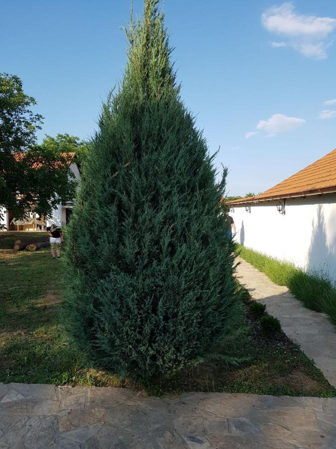 Vila Vikendica Lesic Cortanovci Exteriér fotografie